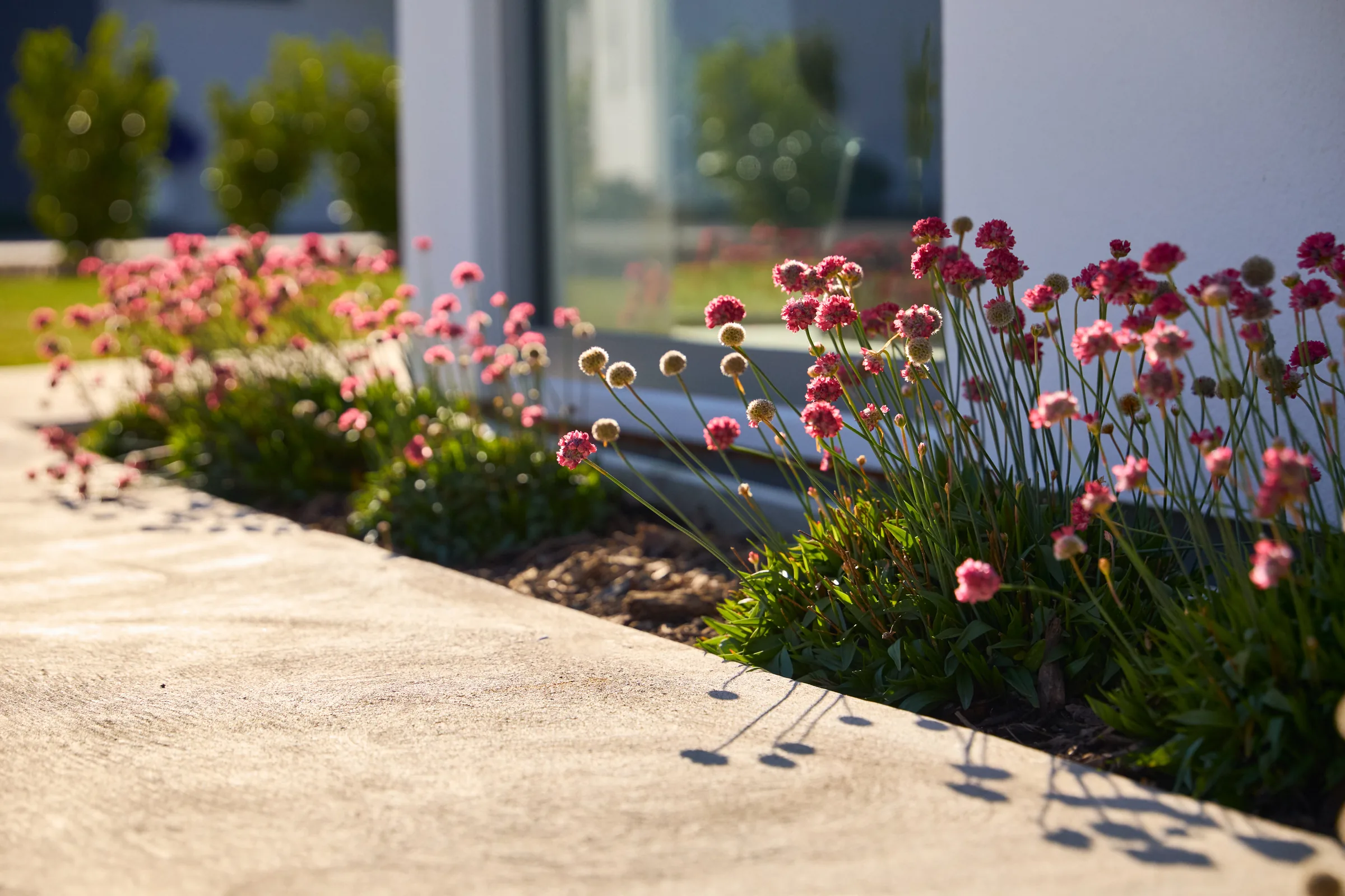 Thrift in flower against a soft grey wall.