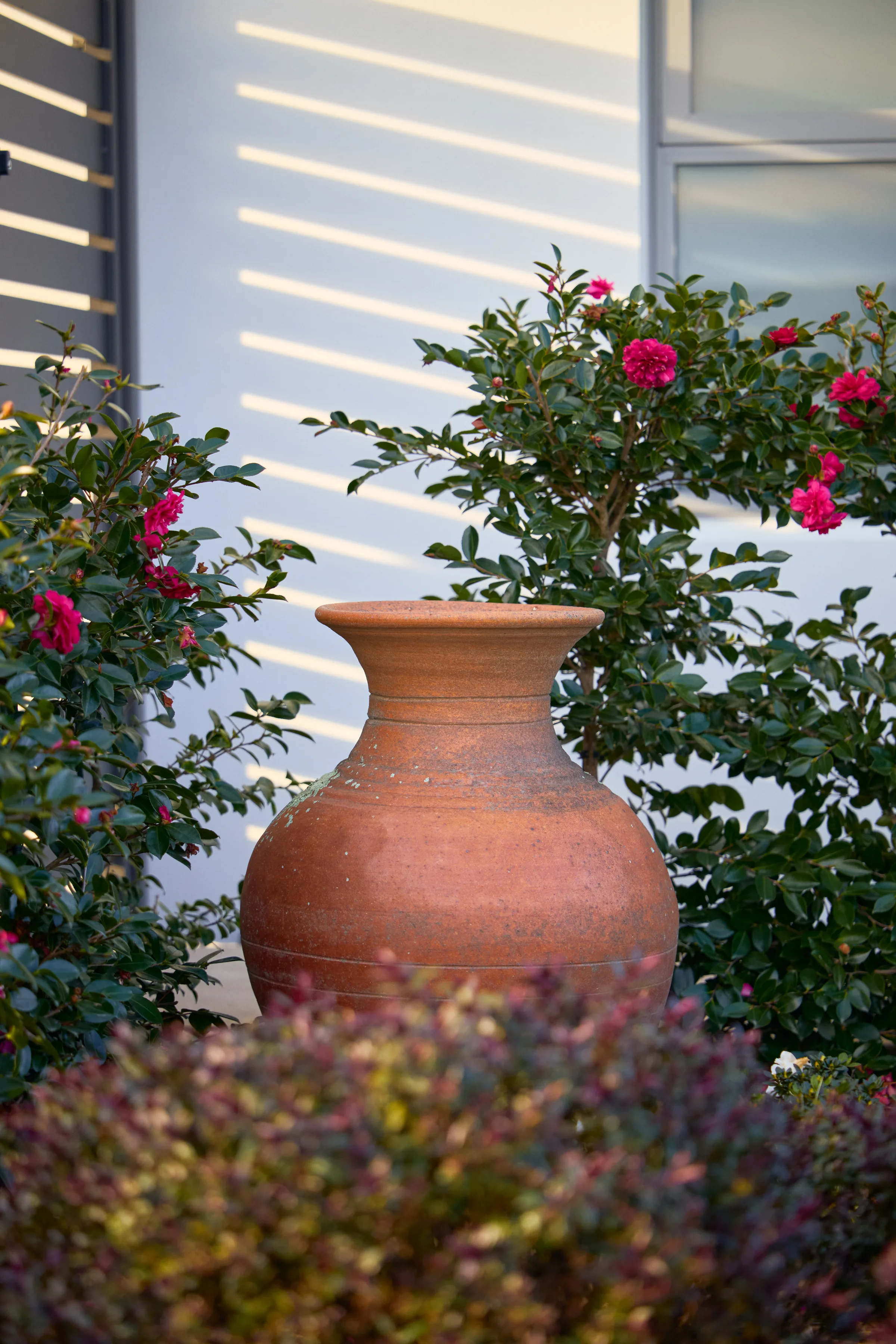 A lichened terracotta urn and a camellia coming into bud, against a slatted screen.