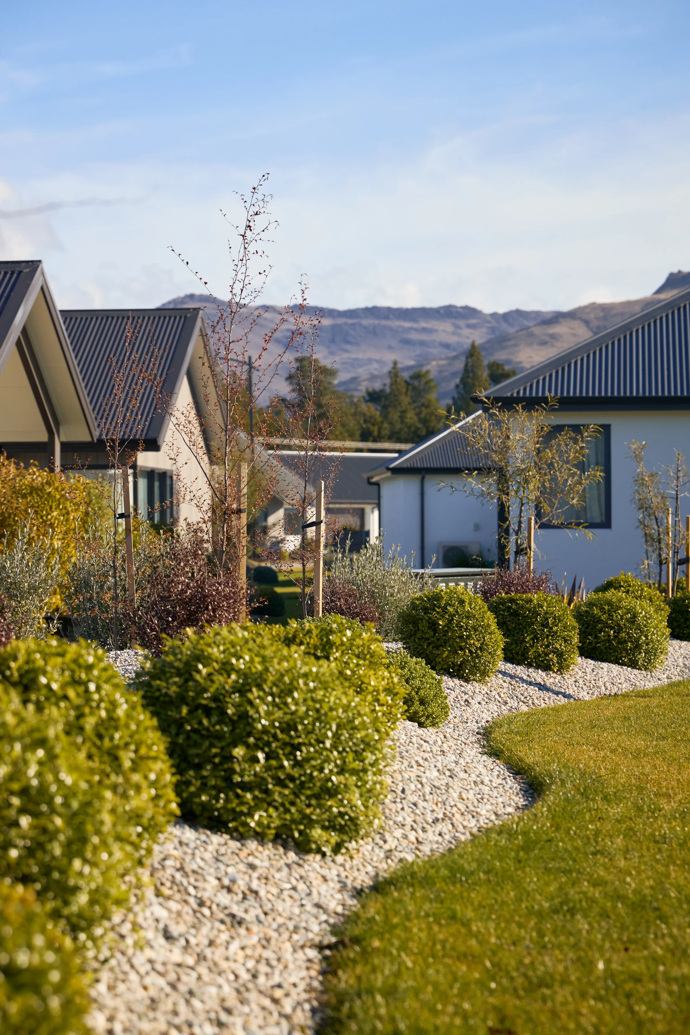 Planted borders in front of a row of homes, with low sun raking across them.