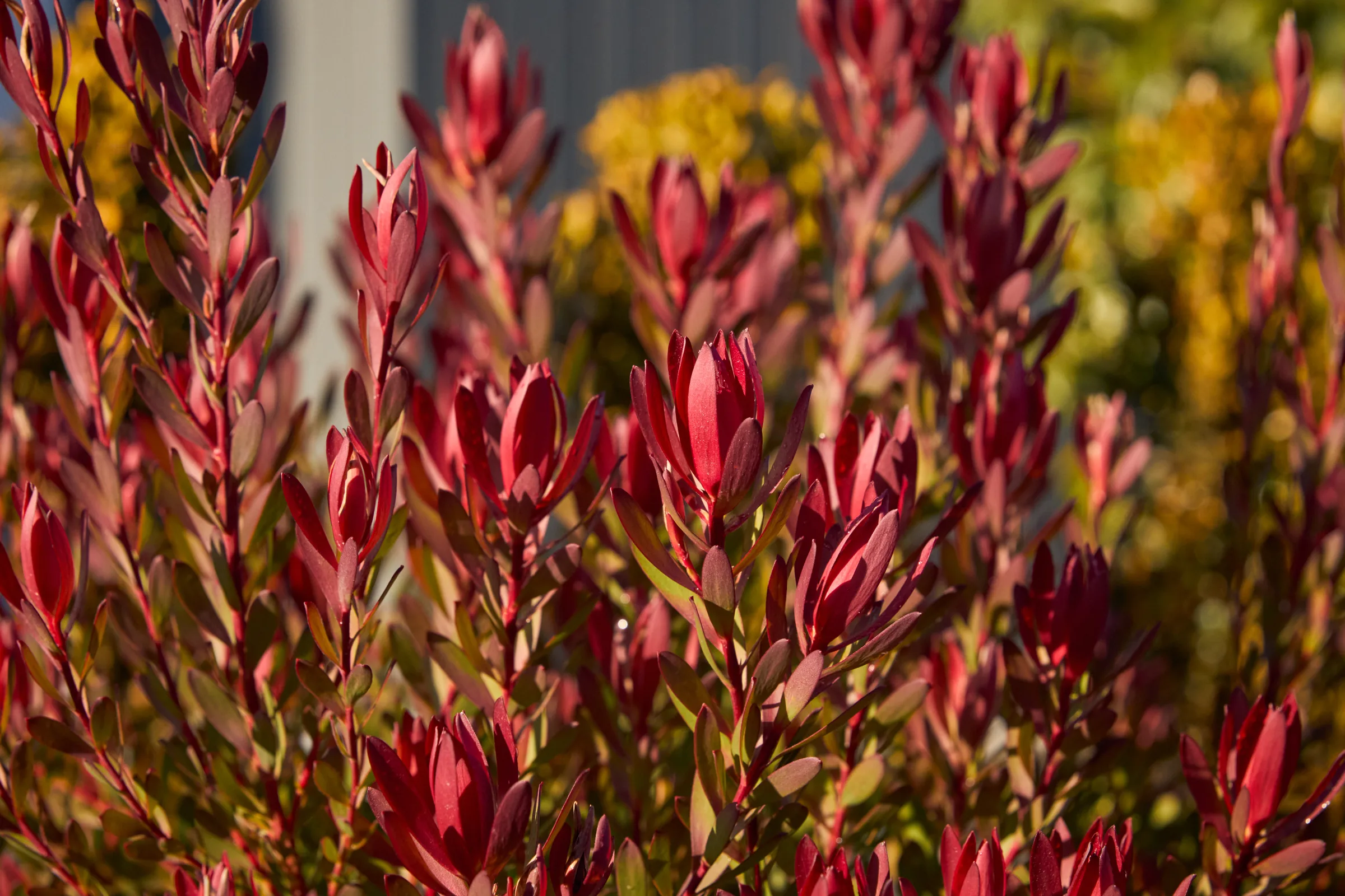 Red leucadendron backlit by low winter sun.